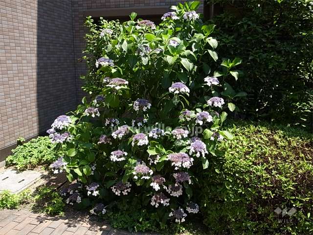 敷地内には植栽スペースが多く設けられ、たいへん緑豊かです。