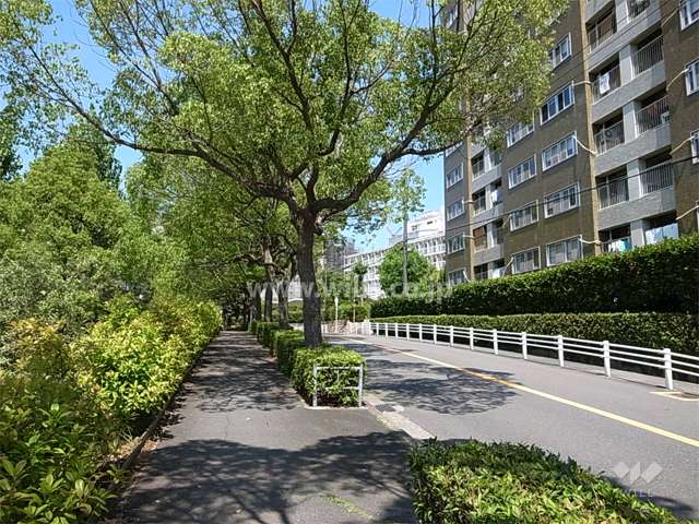 敷地南側の前面道路。街路樹のきれいな通りです。