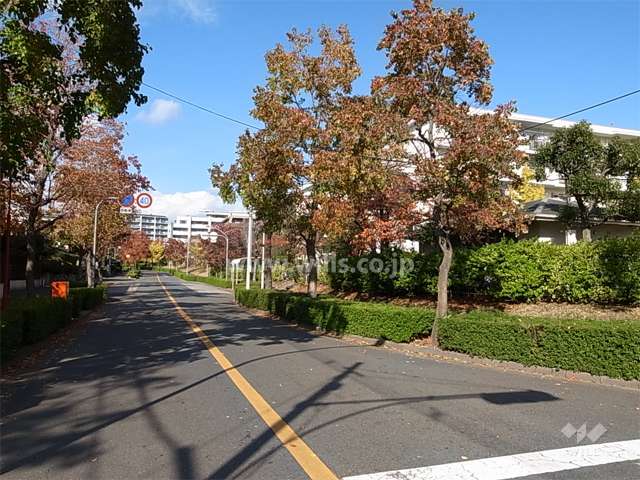 西側の通りは、街路樹がきれいで、春には新緑、秋には紅葉が楽しめます。