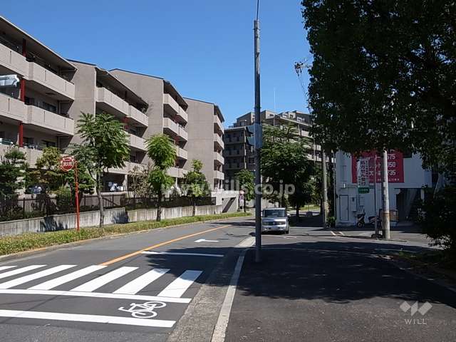 敷地南側の前面道路。歩道のある街路樹がきれいな通りです。