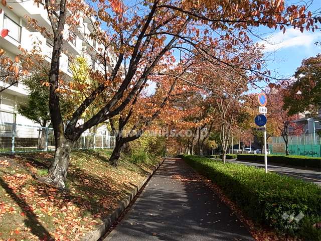 敷地周囲の通りは、街路樹がきれいで、春には新緑、秋には紅葉が楽しめます。