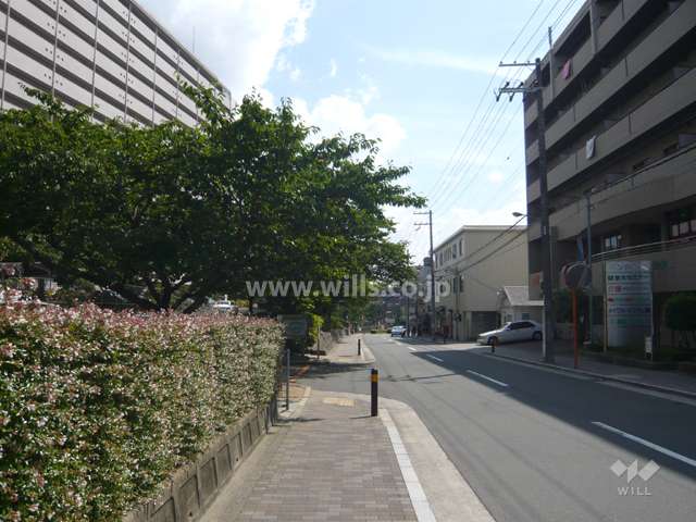 前面道路は桜の木がきれいです。