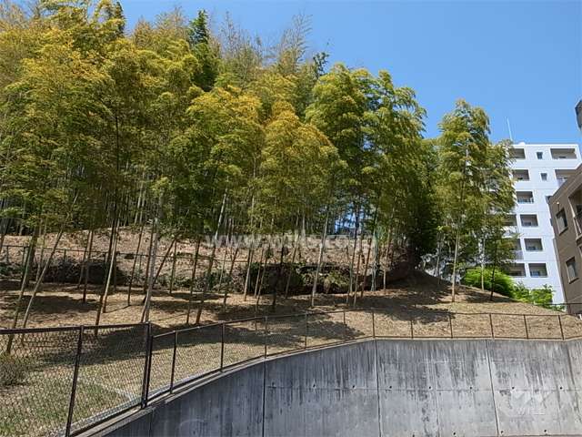 敷地の西側には竹林が広がっています。