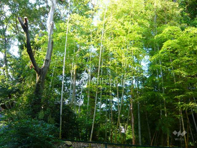 マンションの裏手に竹林があります