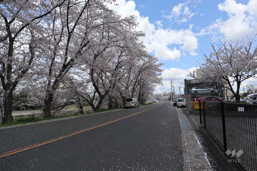 敷地北側の前面道路（西側から）
