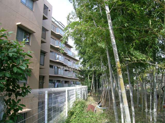 敷地の東側は竹林になっています。