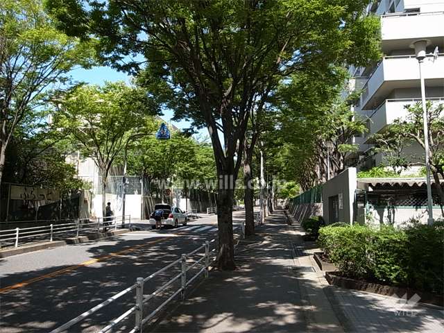 敷地南西側の前面道路。歩道があり、街路樹のきれいな通りです。