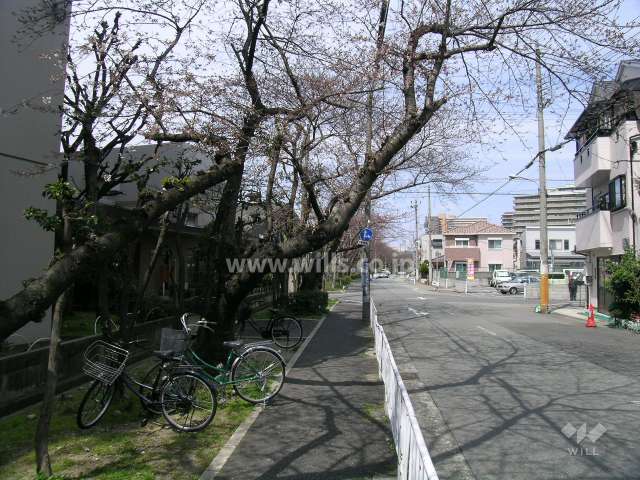 敷地東側の前面道路は桜並木です。