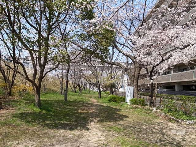敷地西側の広場。春には桜が楽しめます。