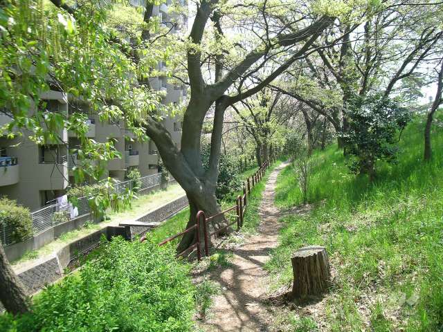 自然豊かな武庫川の土手