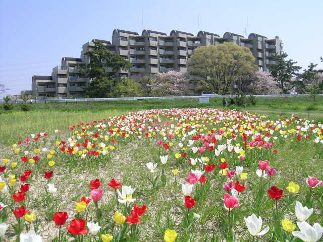 マンション全景（武庫川の河川敷から）
