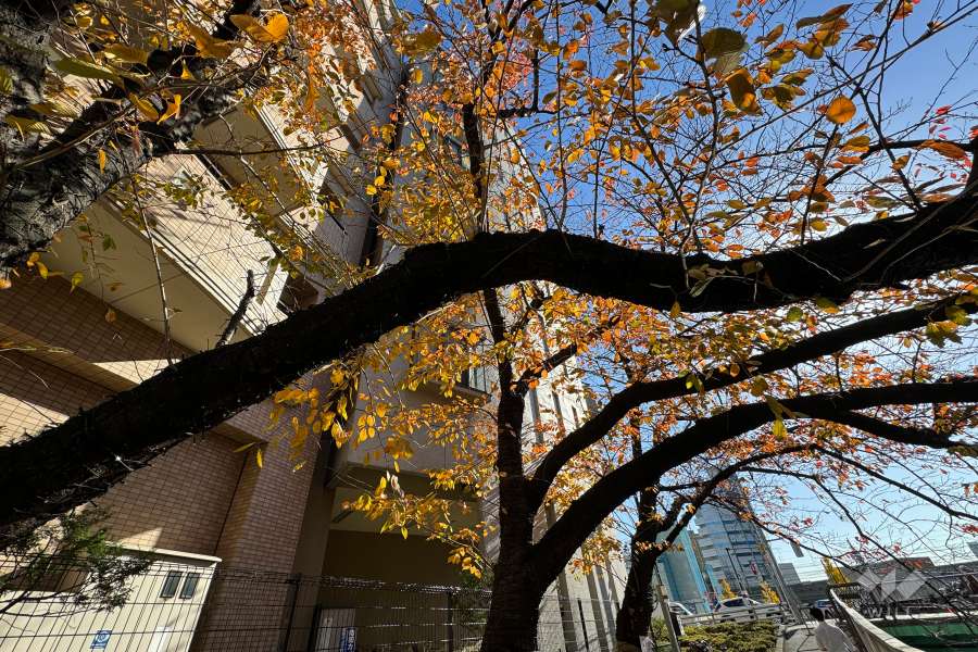 フリーディオ大崎の外観（北西側から）