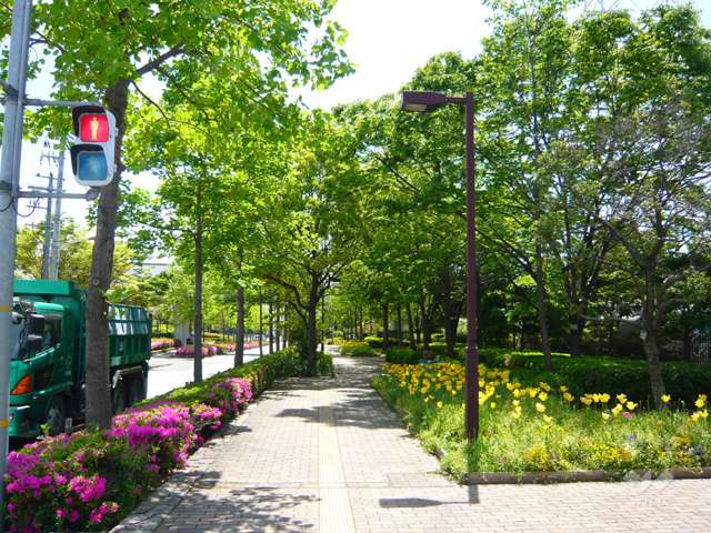 前面道路は街路樹のきれいな通りです。