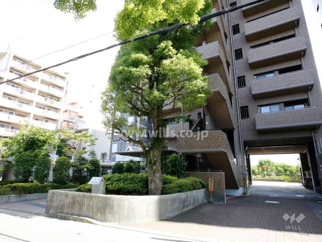 敷地北側にはシンボルツリーがあります。右側は駐車場の出入り口です。