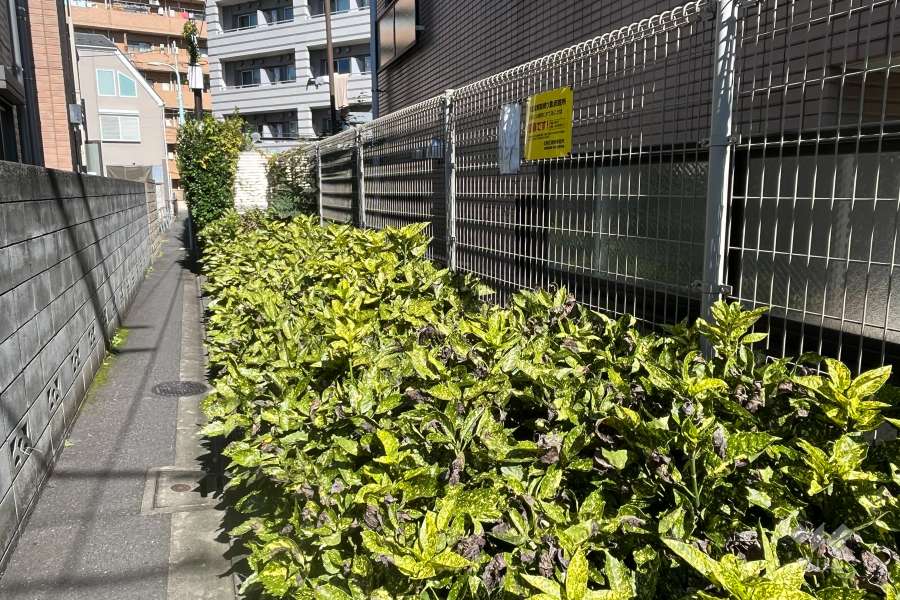 敷地内の各所に植栽スペースが設けられています。