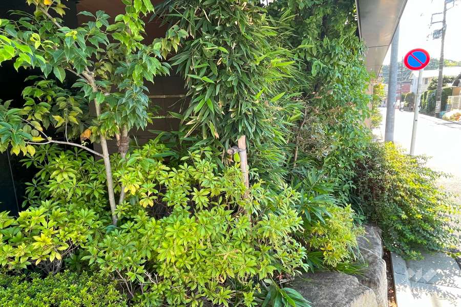 敷地内の各所に植栽スペースが設けられています。