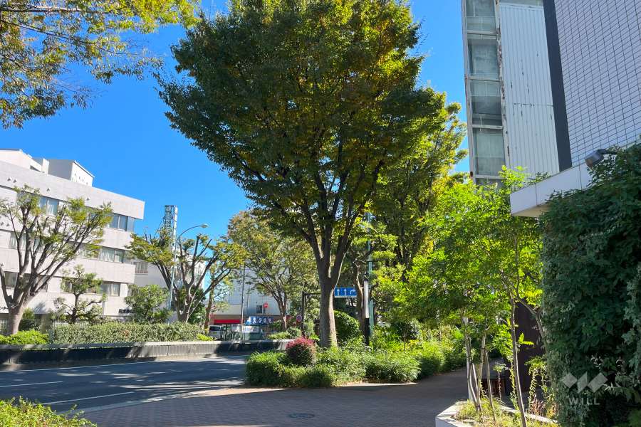 敷地北側の前面道路（西側から）