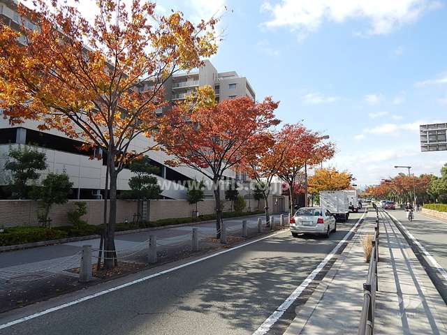 秋の『橘通り』