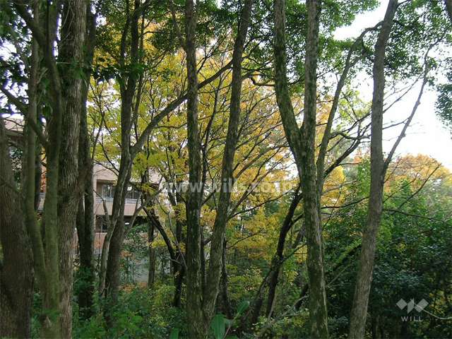 周囲は緑豊かで、鳥のさえずりも聞こえてきます。