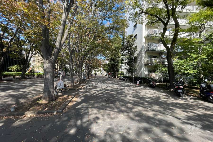 敷地の西側前面道路（南側から）