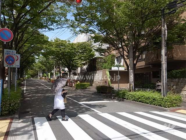 敷地の南側前面道路。東南の角地に立地し、前面道路は街路樹がきれいです。