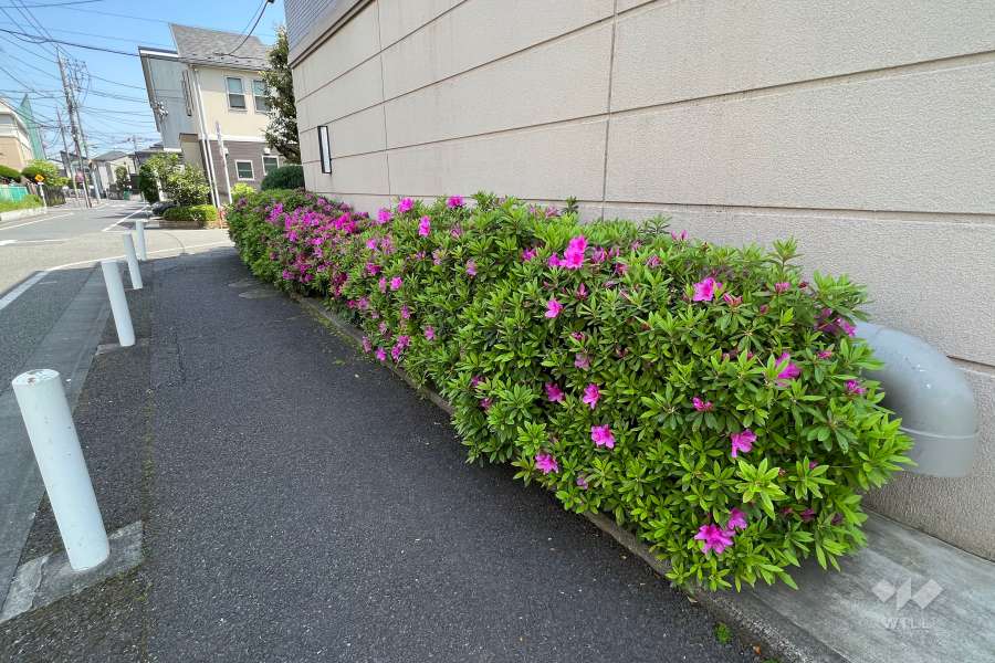 敷地の各所に植栽スペースが設けられています。