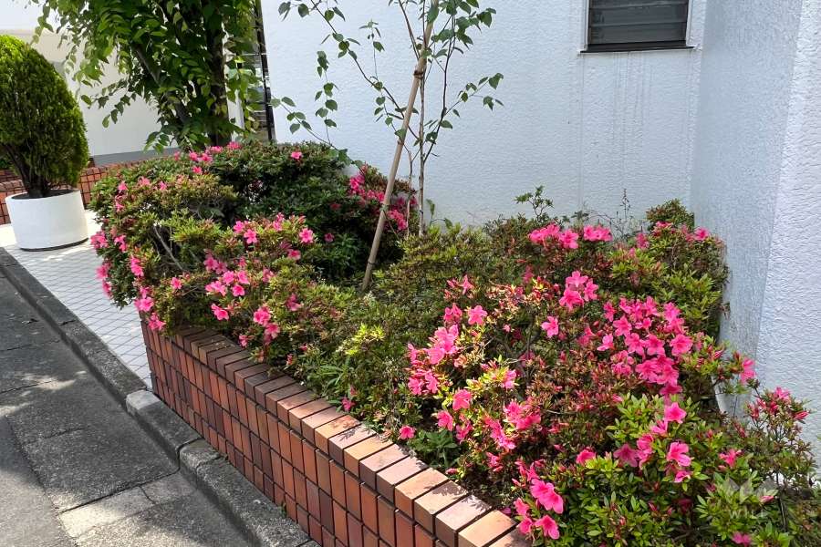 敷地内の各所に植栽スペースが設けられています。