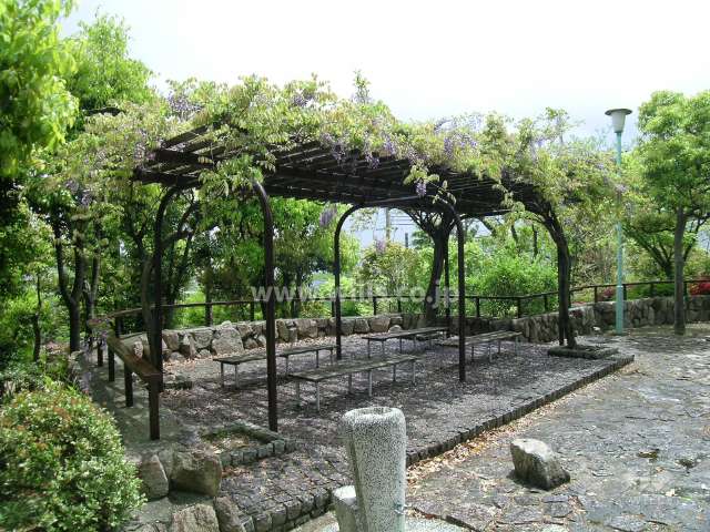 隣接する公園の藤棚