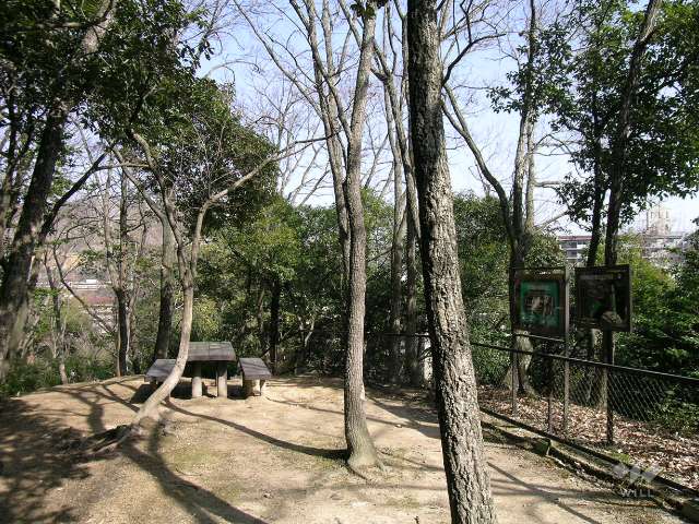 敷地と隣接する保護樹林