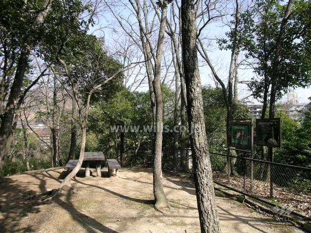 敷地と隣接する保護樹林