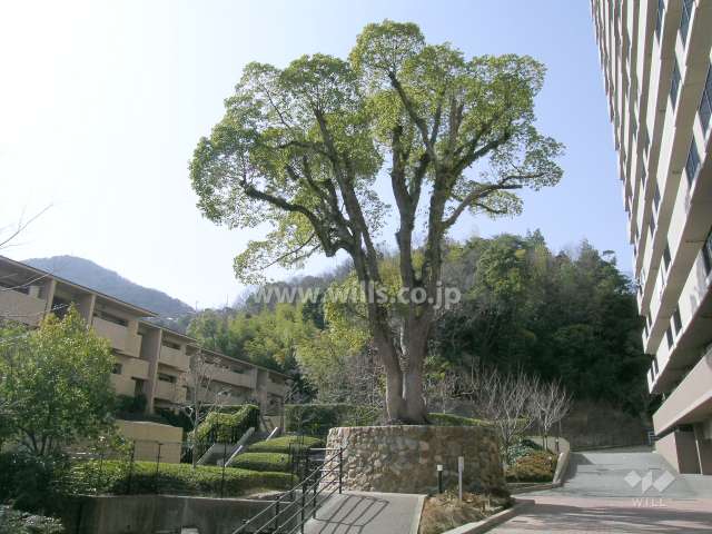 3番館の南側にある大きな楠