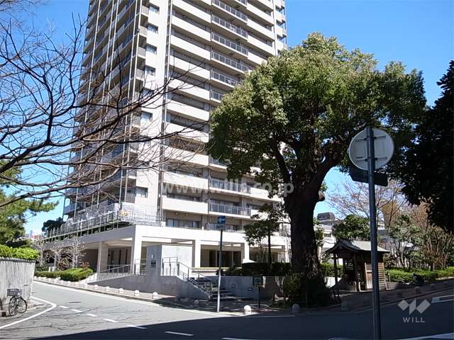 敷地の南西側には保護樹林に指定されたクスノキが並び、緑豊か。