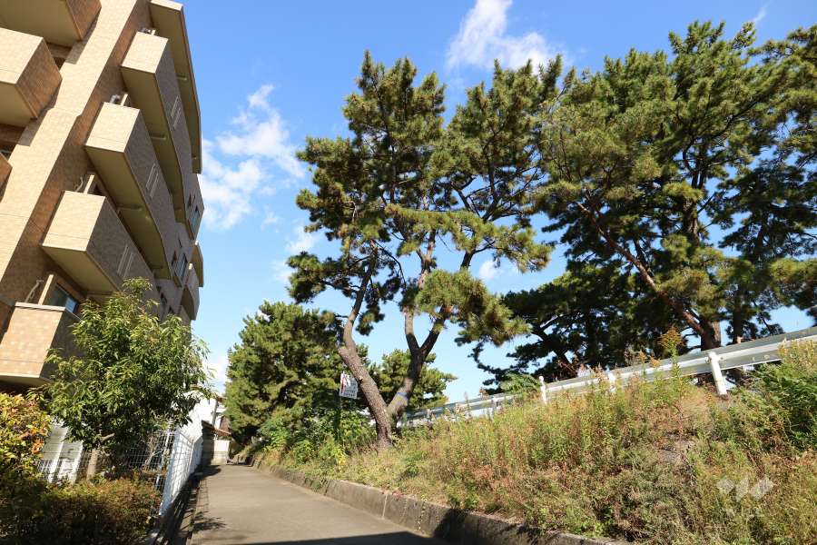敷地の東側には武庫川河川敷があり、松並木がきれいです。