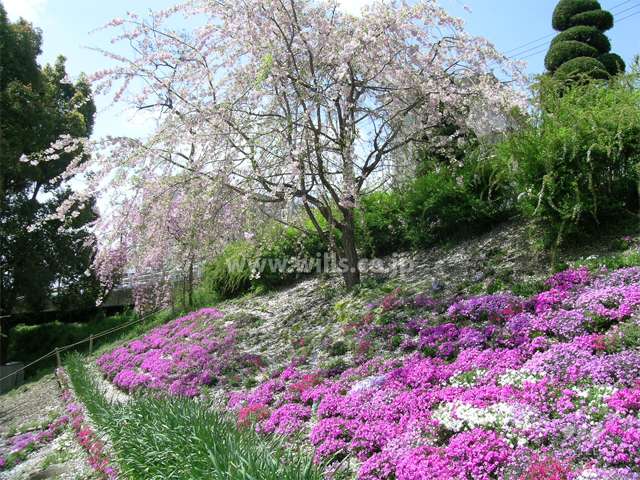 敷地東部分にあるさくら広場。春にはお花見のスポットになります。