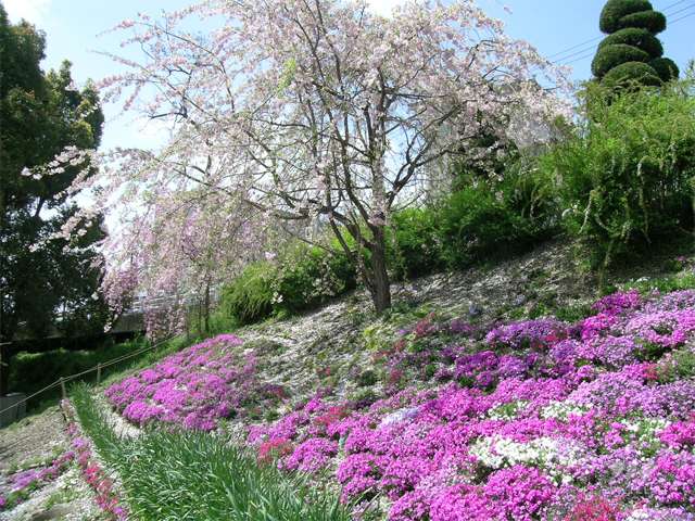 敷地東部分にあるさくら広場。春にはお花見のスポットになります。