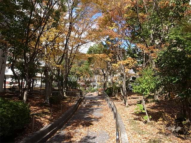 緑に囲まれた15棟の西側の通路。