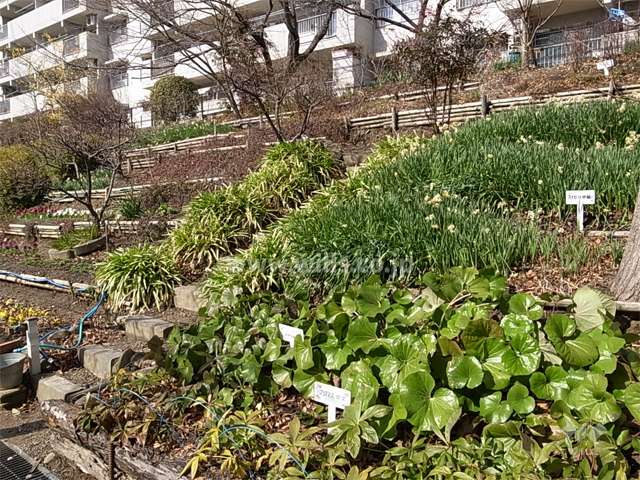 手入れのよく行き届いた花壇。様々な植物が植えられています。