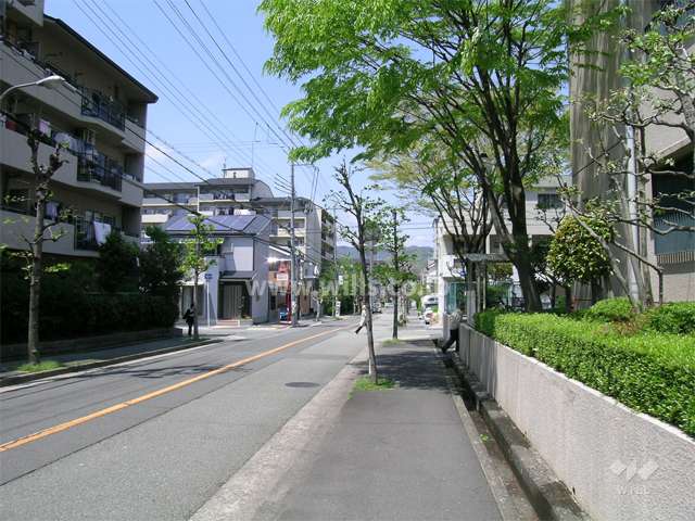 敷地西側の道路。街路樹のきれいな通りです。