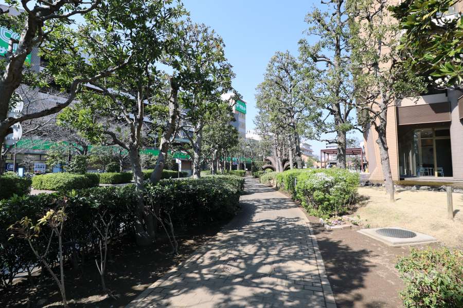 敷地の西側前面道路（南側から）