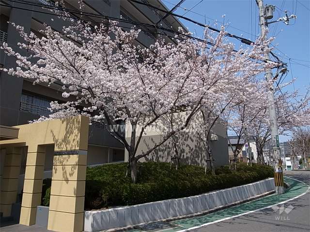 エントランス横の桜