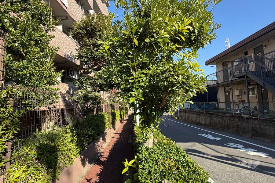 敷地の南側前面道路（西側から）