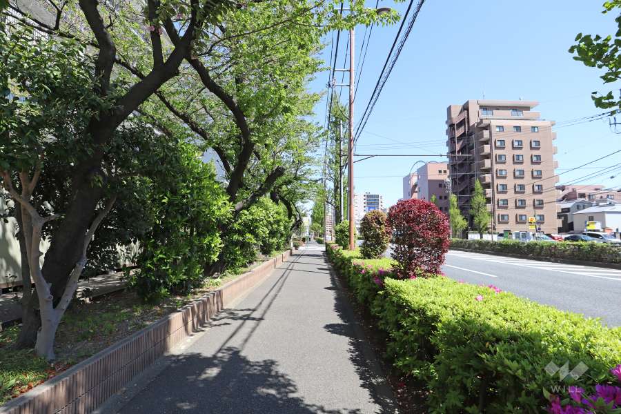 敷地南側の前面道路　