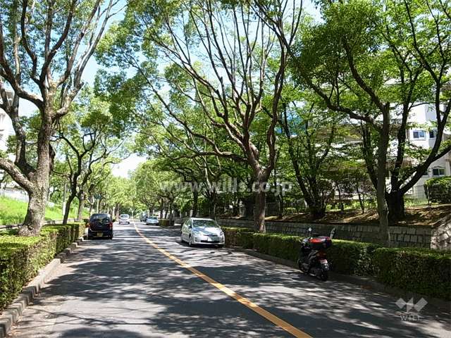 敷地西側の前面道路。街路樹がきれいな通りで、歩道付きです。