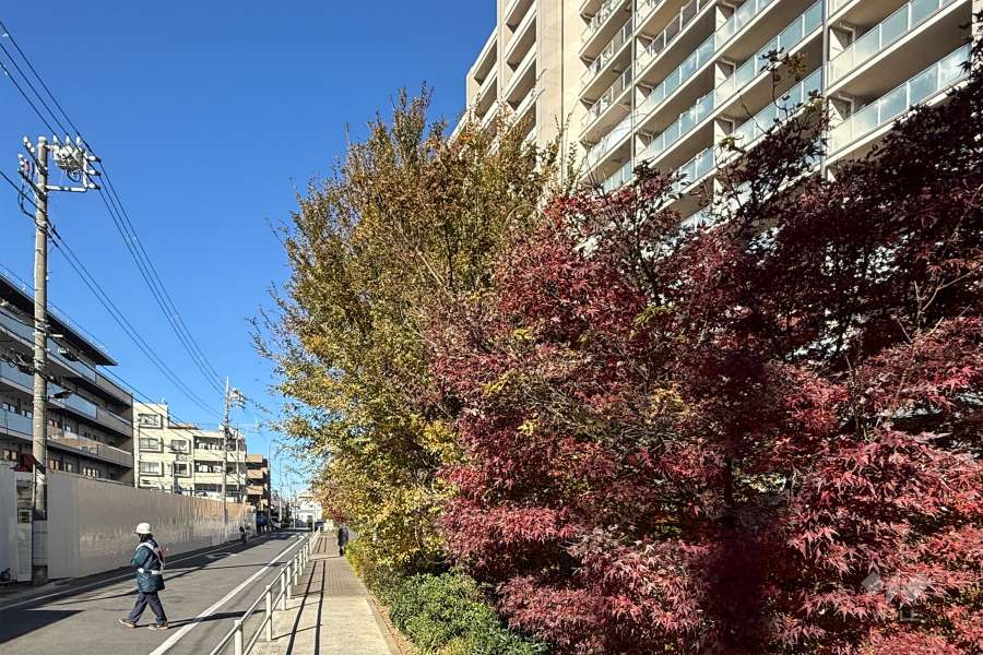 敷地南西側の前面道路