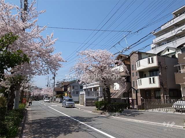 敷地南側の前面道路。桜並木がきれいです。