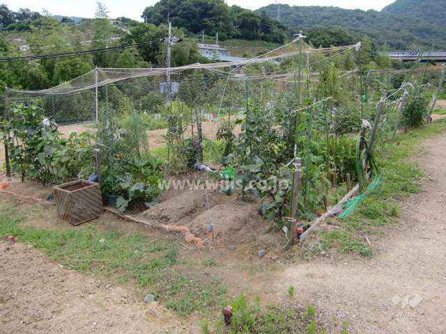 敷地南側の栽培スペース