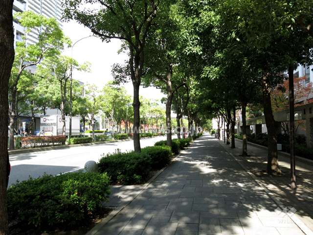 前面道路は歩道のある街路樹のきれいな通りです。