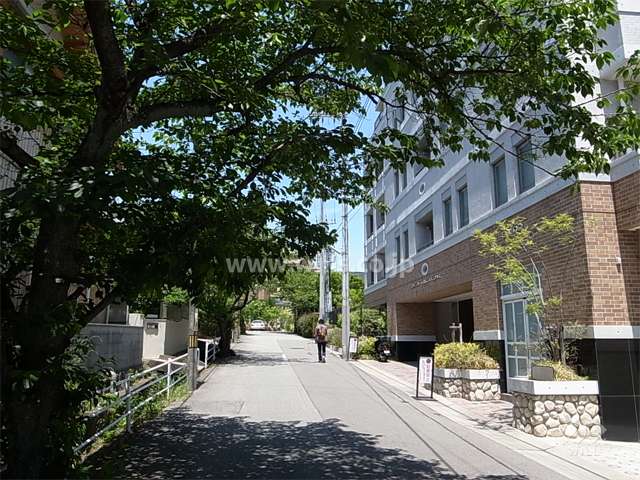 敷地西側の前面道路。街路樹のきれいな通りです。