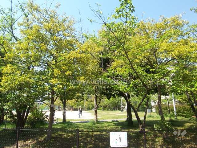 目の前に『つばき公園』があります。