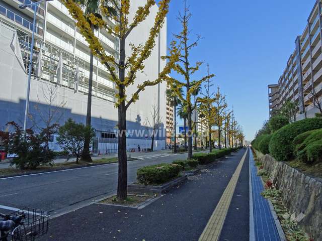 前面道路には歩道があり、街路樹が並んでいます。